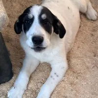 AUDIE, a male Anatolian Shepherd Dog and Great Pyrenees for sale in California, CA – Photo 1 of 2