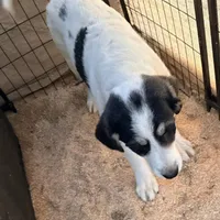 AUDIE, a male Anatolian Shepherd Dog and Great Pyrenees for sale in California, CA – Photo 2 of 2