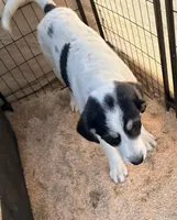 AUDIE, a male Anatolian Shepherd Dog and Great Pyrenees for sale in California, CA – Photo 2 of 2