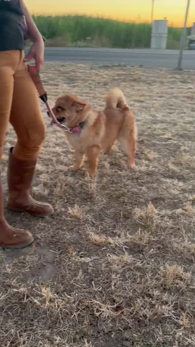 BROWN BEAR, a female Chow Chow for sale in California, CA – 9 of 9
