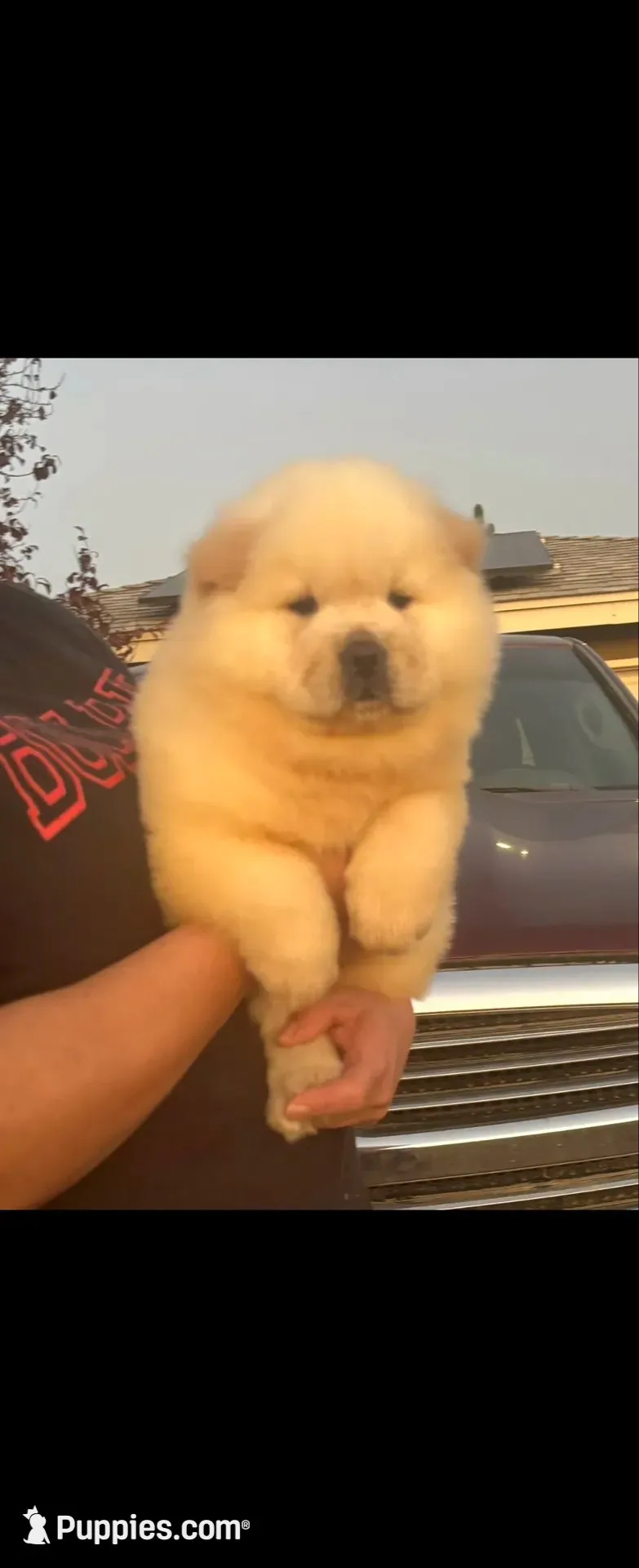 Starlight, a female Chow Chow for sale in California, CA – 6 of 8