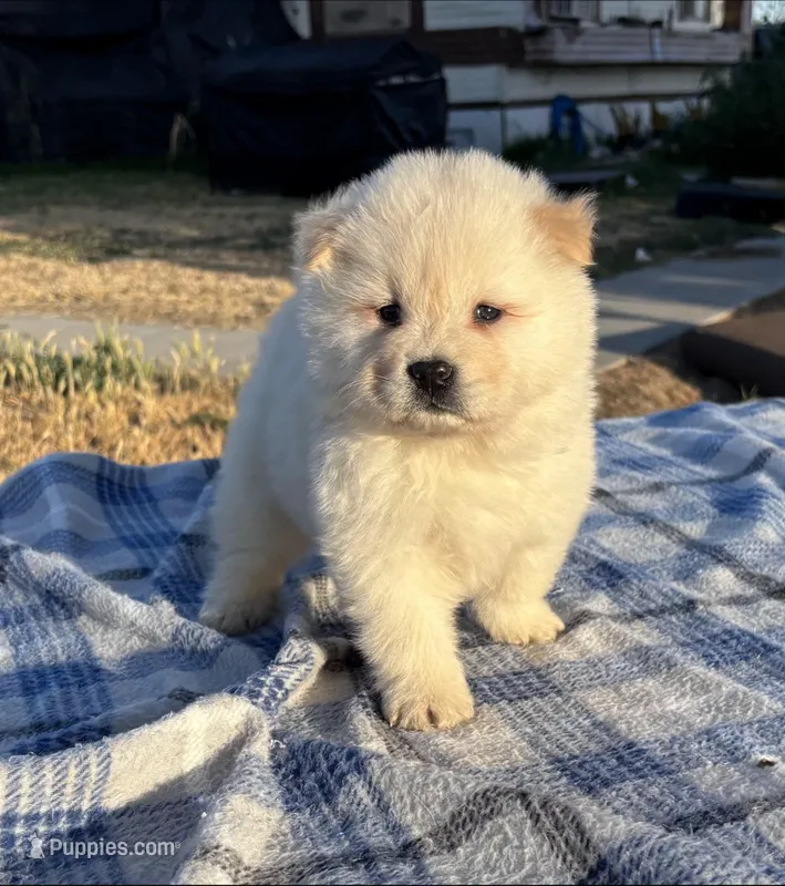 KISMO – Chow Chow puppy for sale in California, CA