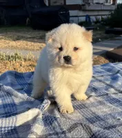 KISMO, a male Chow Chow for sale in California, CA – 1 of 7