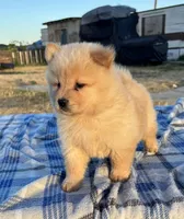 SUNSHINE, a female Chow Chow for sale in California, CA – 2 of 10