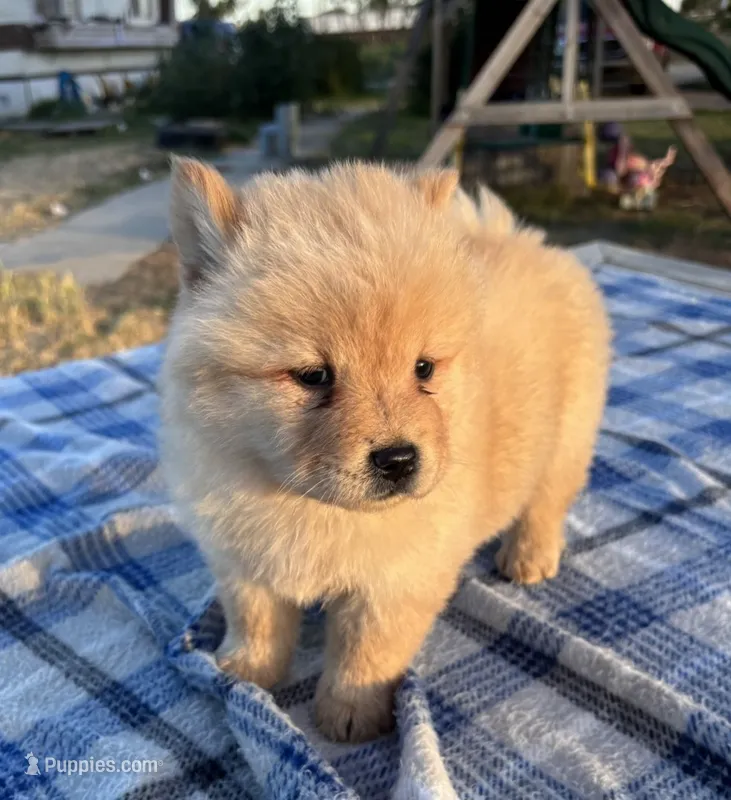 SUNSHINE – Chow Chow puppy for sale in California, CA