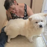 DAISY, a female Chow Chow for sale in California, CA – Photo 1 of 8