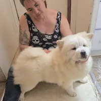 DAISY, a female Chow Chow for sale in California, CA – Photo 4 of 8