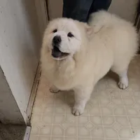 DAISY, a female Chow Chow for sale in California, CA – Photo 6 of 8