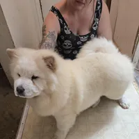 DAISY, a female Chow Chow for sale in California, CA – Photo 8 of 8