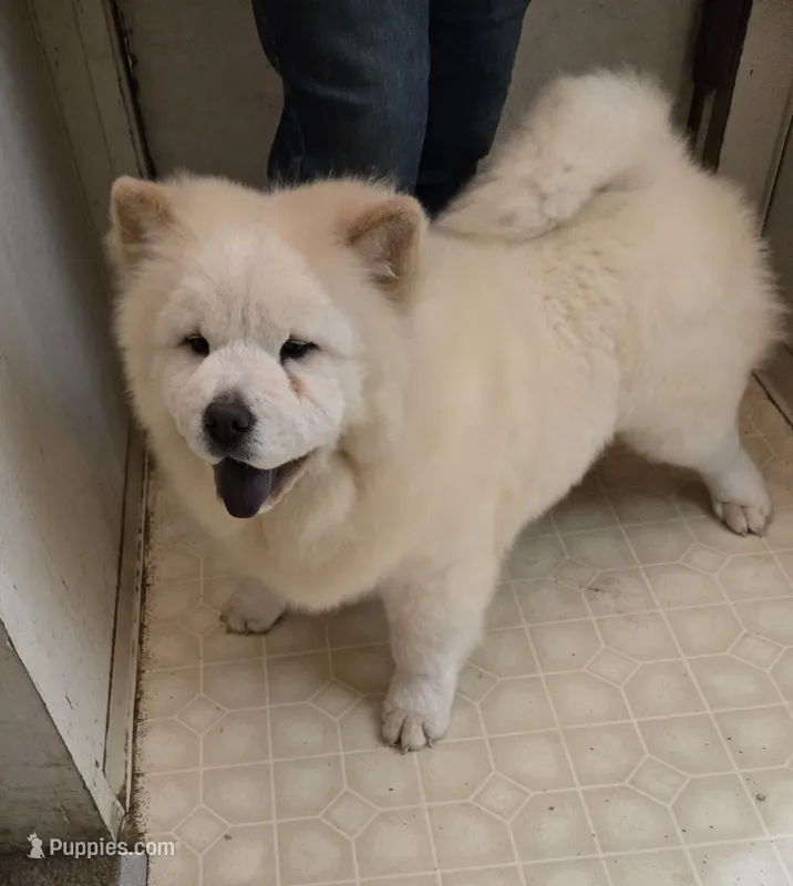 DAISY – Chow Chow puppy for sale in California, CA