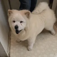 DAISY, a female Chow Chow for sale in California, CA – Photo 2 of 8