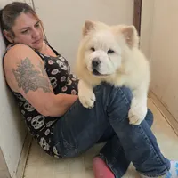 DAISY, a female Chow Chow for sale in California, CA – Photo 5 of 8