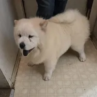 DAISY, a female Chow Chow for sale in California, CA – Photo 3 of 8