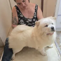 DAISY, a female Chow Chow for sale in California, CA – Photo 7 of 8