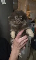 BIT O'CHOCOLATE, a female Pomeranian for sale in California, CA – 2 of 3