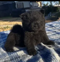 DEVONTAY, a male Chow Chow for sale in California, CA – 4 of 7