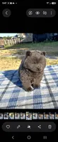 SILVER JET (ROUGH), a male Chow Chow for sale in California, CA – 8 of 9