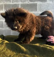 RUFFLES (Rough), a female Chow Chow for sale in California, CA – 4 of 4