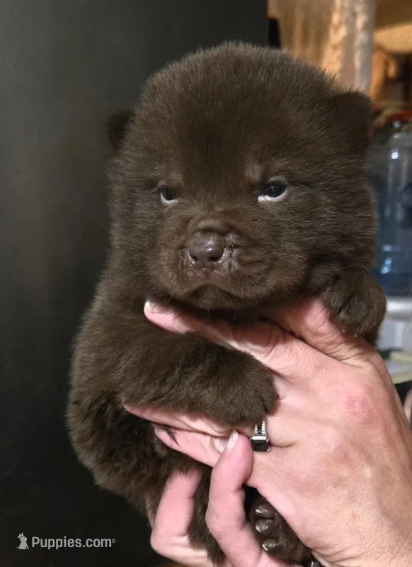 CHOCOLATE DREAM – Chow Chow puppy for sale in California, CA