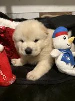 processed/741c4a0b-adef-4856-a2f2-6708ee82397d/listing/126f3fe5-3d36-488f-b4f5-a7d83354552f/3c342139-f343-4127-8ae9-f7685c0858bb