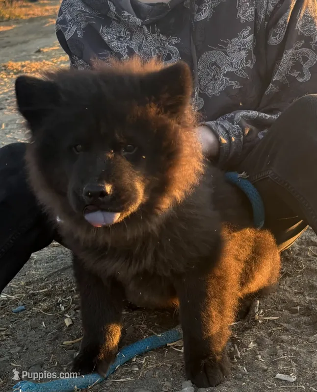 RUFFLES (Rough) – Chow Chow puppy for sale in California, CA