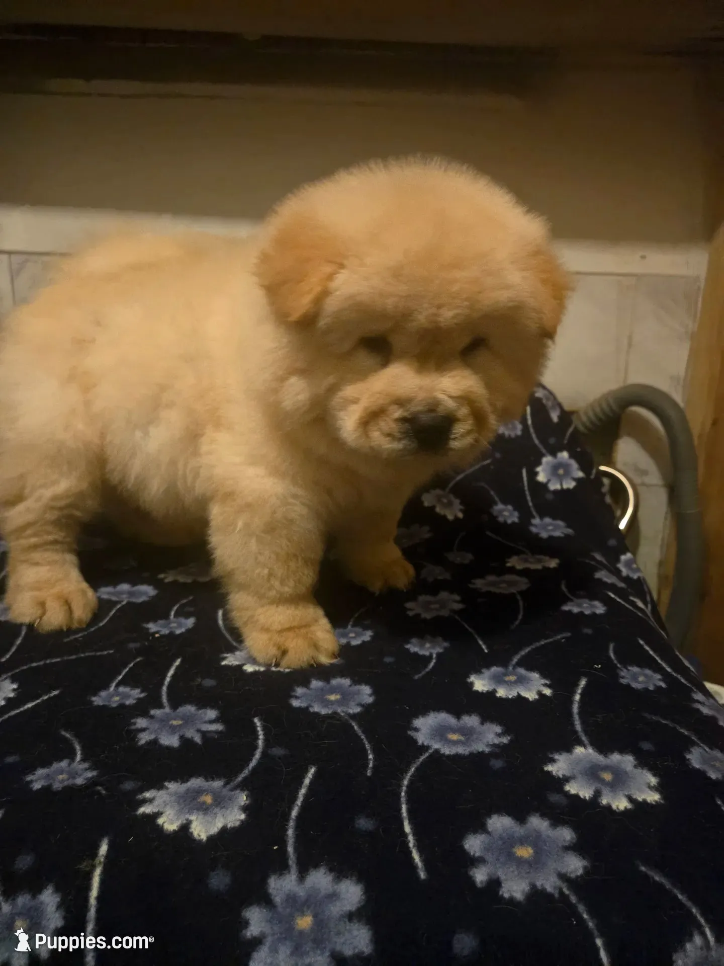 KOPA (Rough coat), a male Chow Chow for sale in California, CA – 3 of 7