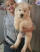 White Fluff (Rough), a female Chow Chow for sale in California, CA – 3 of 6
