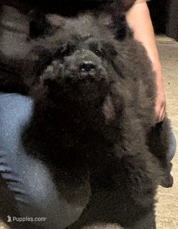 DEVONTAY – Chow Chow puppy for sale in California, CA