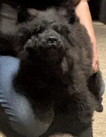 DEVONTAY, a male Chow Chow for sale in California, CA – 1 of 8