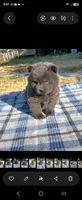 SILVER JET (ROUGH), a male Chow Chow for sale in California, CA – 7 of 9