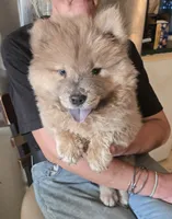 CINDER , a female Chow Chow for sale in California, CA – 2 of 7