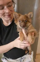 CHACALOTTY, a female Pomeranian for sale in California, CA – 6 of 7