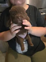 CHOCOLATE DREAM, a female Chow Chow for sale in California, CA – 3 of 6