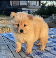 SUNSHINE, a female Chow Chow for sale in California, CA – 7 of 10