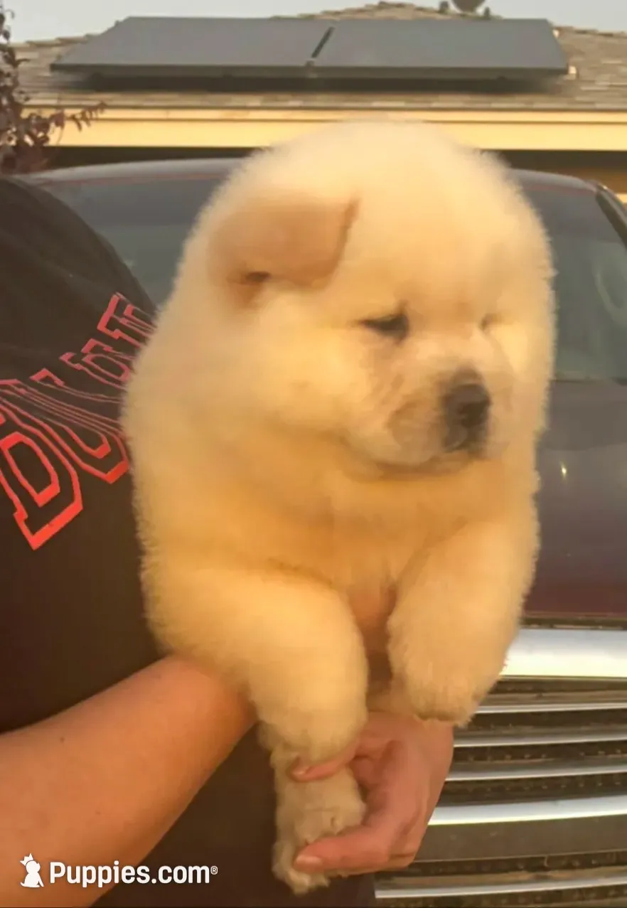 Starlight, a female Chow Chow for sale in California, CA – 2 of 8