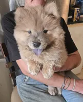 CINDER , a female Chow Chow for sale in California, CA – 4 of 7