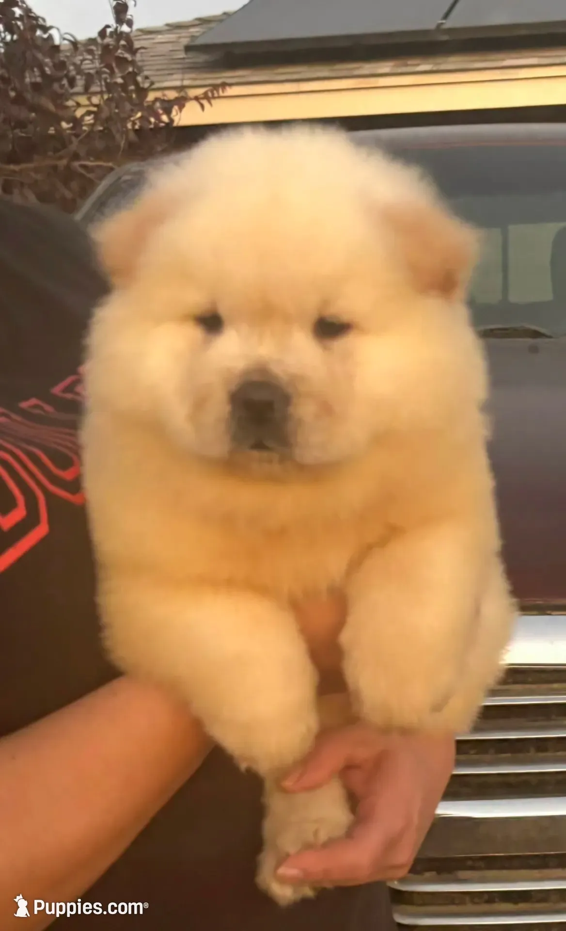 Starlight, a female Chow Chow for sale in California, CA – 7 of 8
