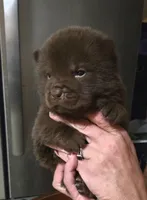 CHOCOLATE DREAM, a female Chow Chow for sale in California, CA – 4 of 8
