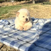 PUFF N STUFF (ROUGH), a male Chow Chow for sale in California, CA – 2 of 7