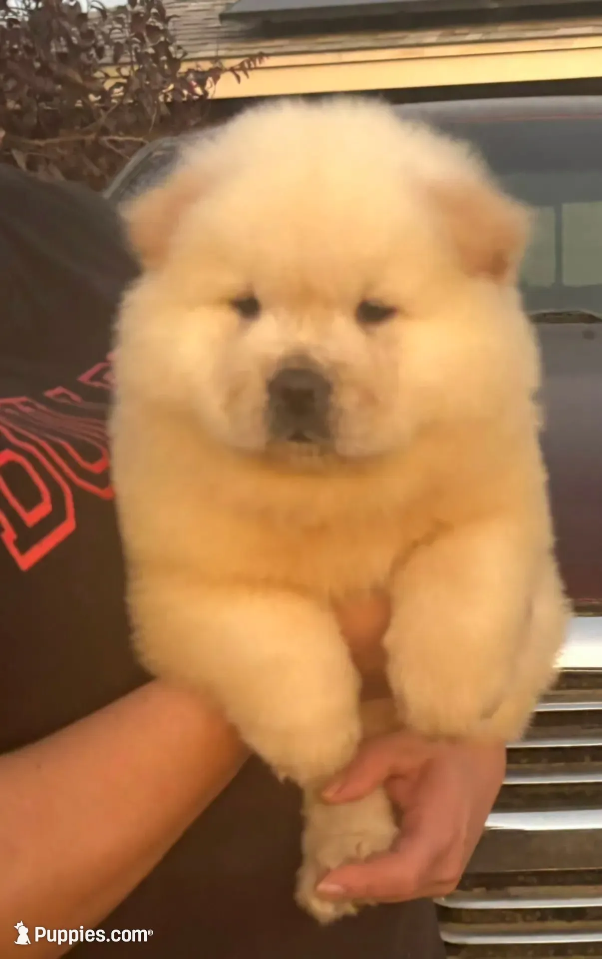 Starlight, a female Chow Chow for sale in California, CA – 1 of 8