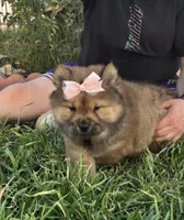 MOCHI (ROUGH), a female Chow Chow for sale in California, CA – Photo 8 of 10