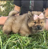 MOCHI (ROUGH), a female Chow Chow for sale in California, CA – Photo 9 of 10