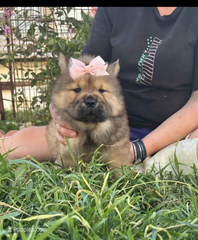 MOCHI (ROUGH) – Chow Chow puppy for sale in California, CA