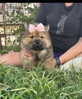 MOCHI (ROUGH), a female Chow Chow for sale in California, CA – Photo 1 of 10