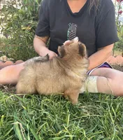 MOCHI (ROUGH), a female Chow Chow for sale in California, CA – Photo 3 of 10