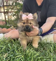MOCHI (ROUGH), a female Chow Chow for sale in California, CA – Photo 4 of 10