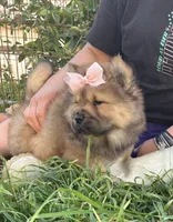 MOCHI (ROUGH), a female Chow Chow for sale in California, CA – Photo 5 of 10