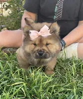 MOCHI (ROUGH), a female Chow Chow for sale in California, CA – Photo 6 of 10
