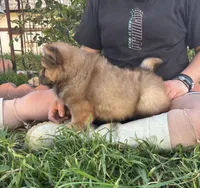 MOCHI (ROUGH), a female Chow Chow for sale in California, CA – Photo 7 of 10