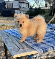 SUNSHINE, a female Chow Chow for sale in California, CA – 8 of 10